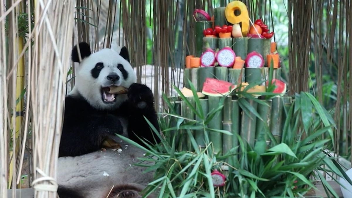 Jediná pandí trojčata na světě slaví 9. narozeniny